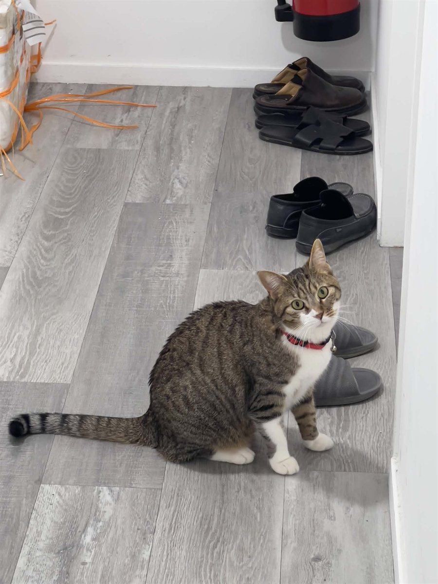 Quýt — chatte tigrée brun-gris et blanche, collier rose, yeux verts